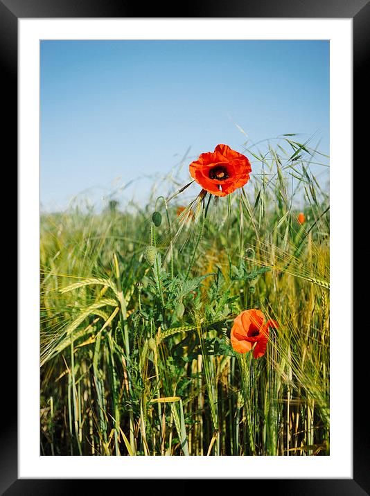 Poppies and Barley. Framed Mounted Print by Liam Grant