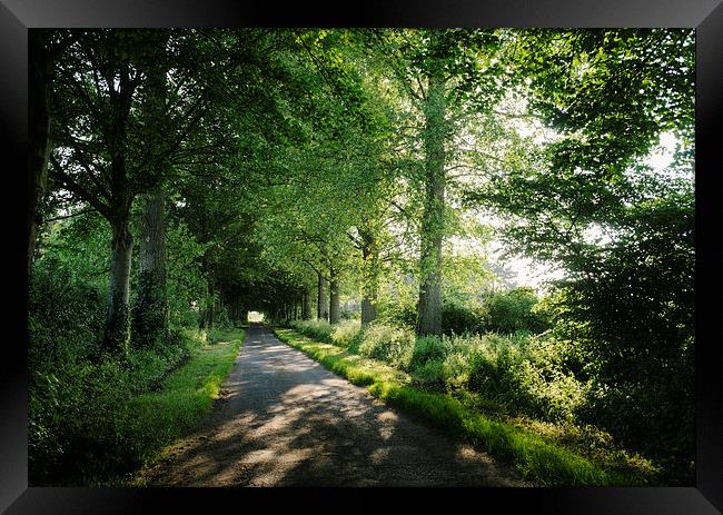 Sunlight through a remote country road lined with  Framed Print by Liam Grant