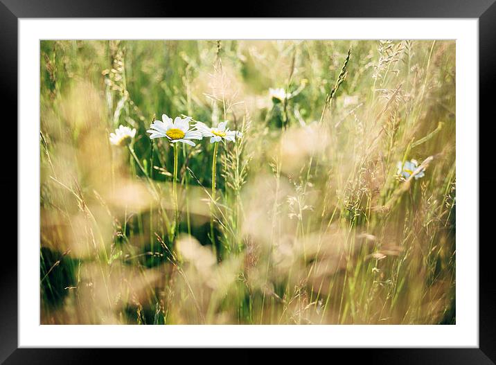 Oxeye Daisy among wild grasses. Framed Mounted Print by Liam Grant