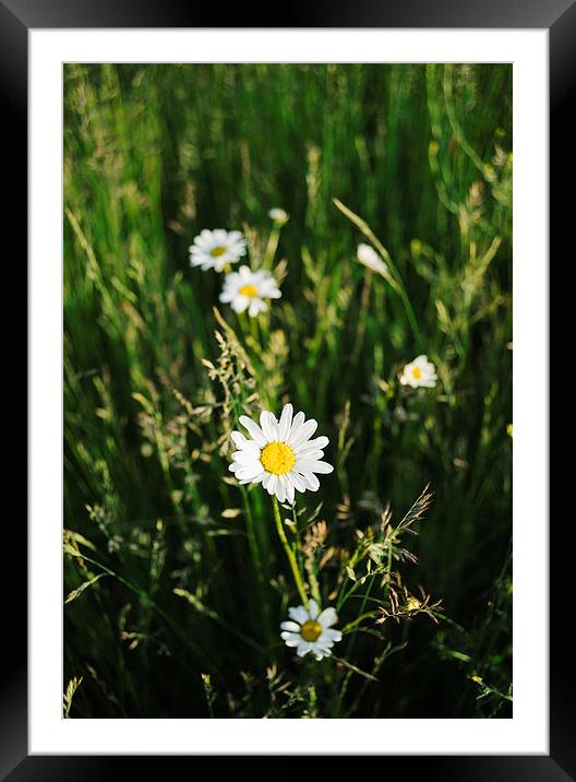 Oxeye Daisy among wild grasses. Framed Mounted Print by Liam Grant