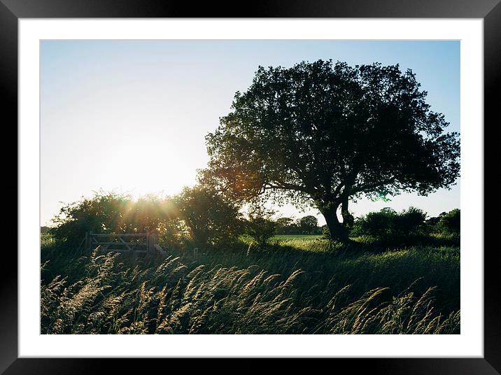 Setting sun behind a remote tree. Framed Mounted Print by Liam Grant