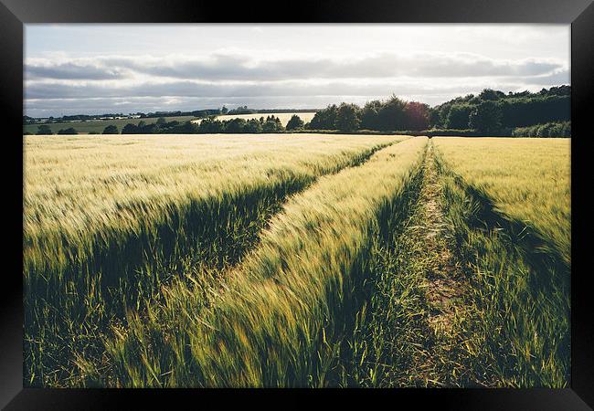 Field of barley in evening light. Framed Print by Liam Grant
