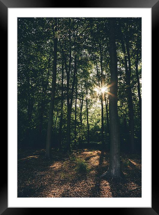 Sunset through dense deciduous woodland. Framed Mounted Print by Liam Grant