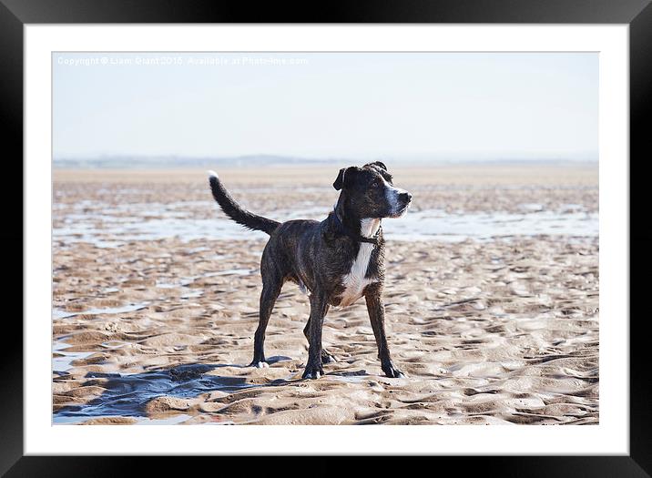 Boxador (Labrador/Boxer cross) on a beach. Wales,  Framed Mounted Print by Liam Grant