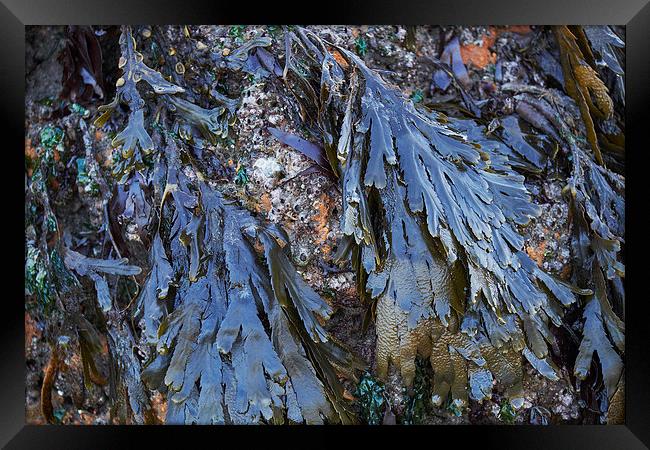 Serrated Wrack (Fucus serratus) seaweed. Wales, UK Framed Print by Liam Grant