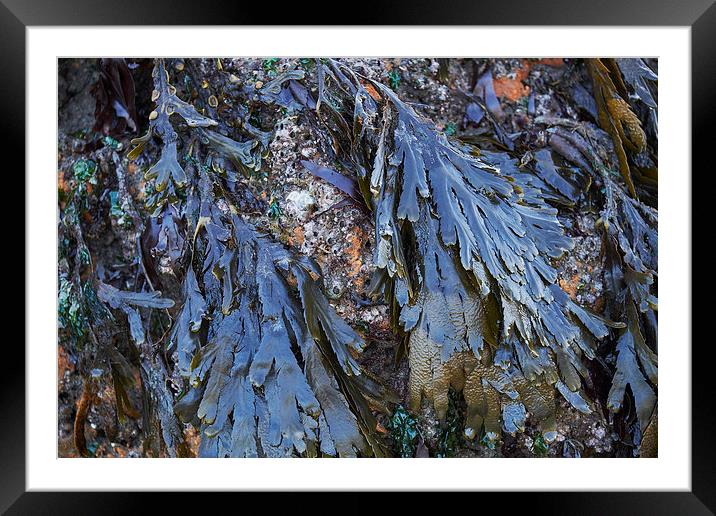 Serrated Wrack (Fucus serratus) seaweed. Wales, UK Framed Mounted Print by Liam Grant