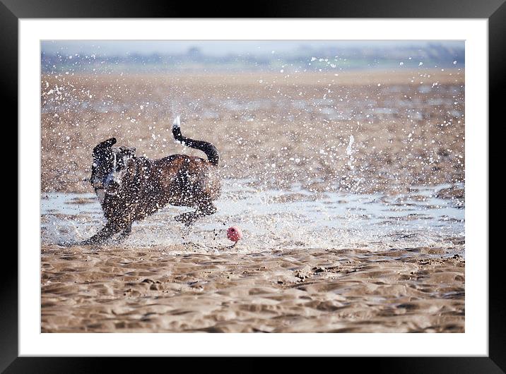 Dog (Boxador) running after it's ball on the beach Framed Mounted Print by Liam Grant