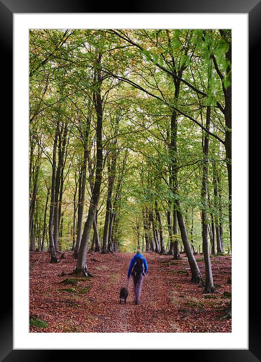 Male walking his dog through autumnal woodland. No Framed Mounted Print by Liam Grant