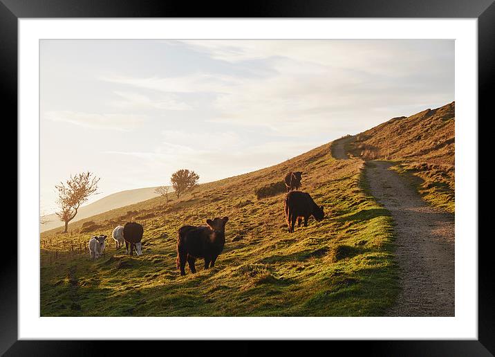 Cattle grazing on mountainside. Derbyshire, UK. Framed Mounted Print by Liam Grant