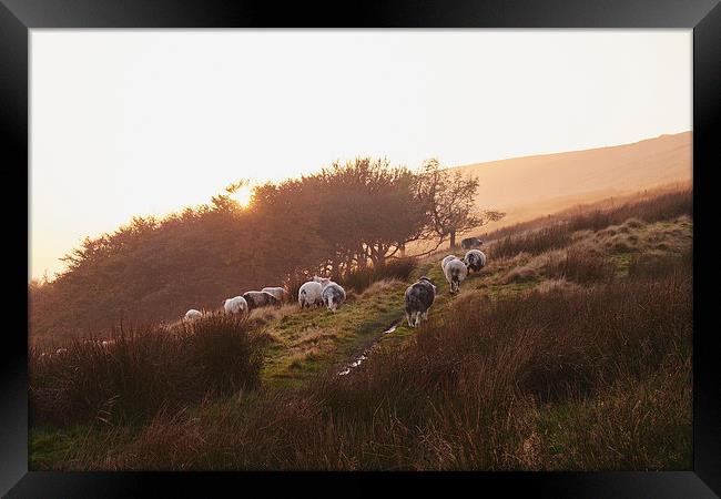 Sheep grazing on hillside at sunset. Derbyshire, U Framed Print by Liam Grant