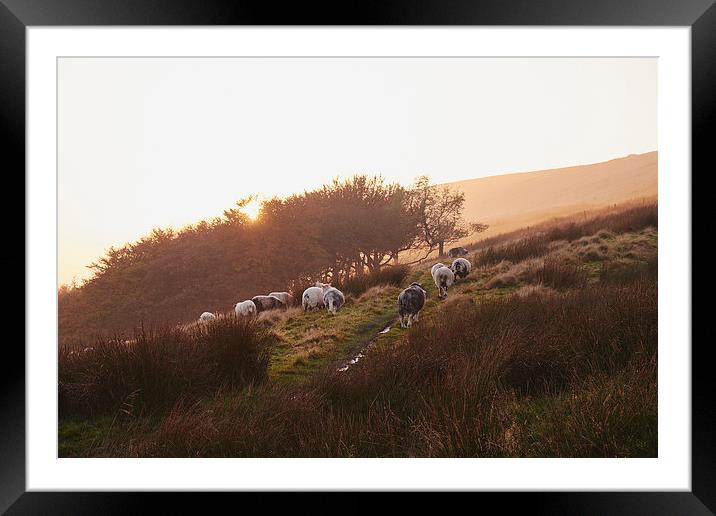 Sheep grazing on hillside at sunset. Derbyshire, U Framed Mounted Print by Liam Grant