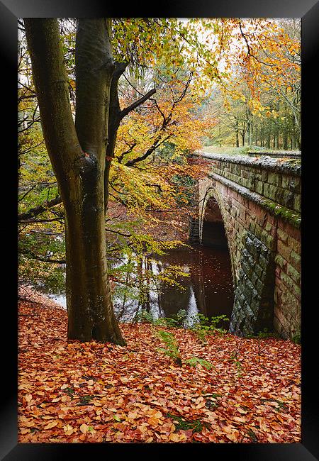 Stone bridge and autumnal woodland. Derbyshire, UK Framed Print by Liam Grant