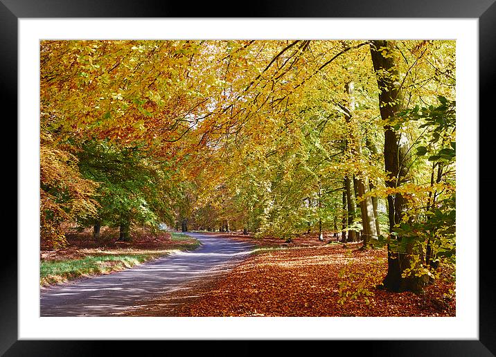 Remote country road through Autumnal woodland. Nor Framed Mounted Print by Liam Grant