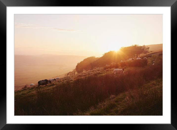 Sheep grazing on hillside at sunset. Derbyshire, U Framed Mounted Print by Liam Grant