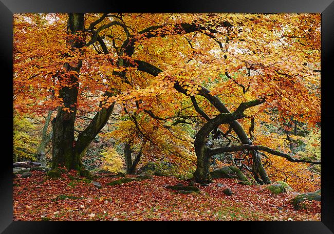 Autumnal woodland. Padley Gorge, Derbyshire, UK. Framed Print by Liam Grant