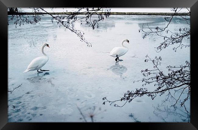 Two swans on the surface of a frozen lake. Norfolk Framed Print by Liam Grant