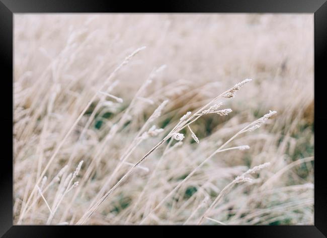 Wild grass covered in heavy frost. Norfolk, UK. Framed Print by Liam Grant