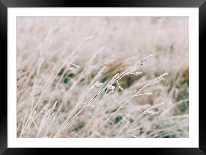 Wild grass covered in heavy frost. Norfolk, UK. Framed Mounted Print by Liam Grant