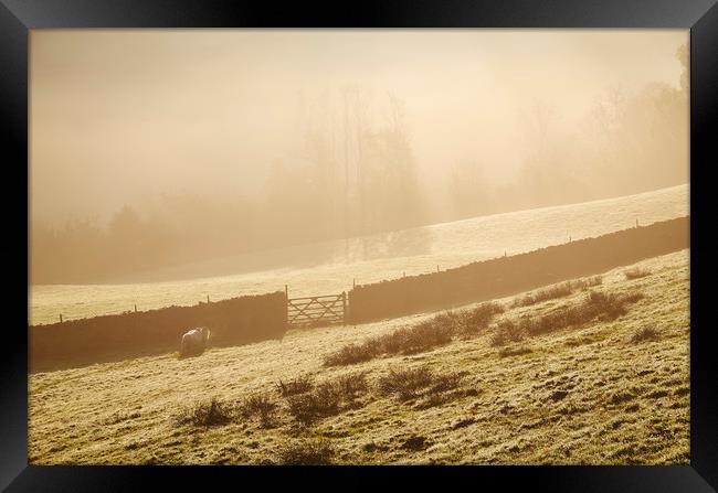 Sheep in fog at sunrise. Troutbeck, Cumbria, UK. Framed Print by Liam Grant