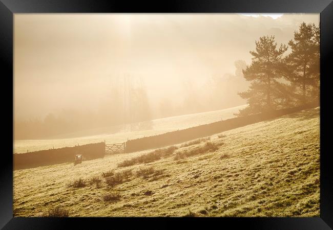 Sheep in fog at sunrise. Troutbeck, Cumbria, UK. Framed Print by Liam Grant