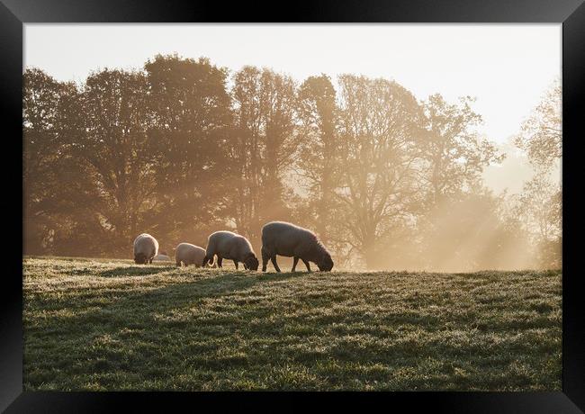 Sheep in fog at sunrise. Troutbeck, Cumbria, UK. Framed Print by Liam Grant