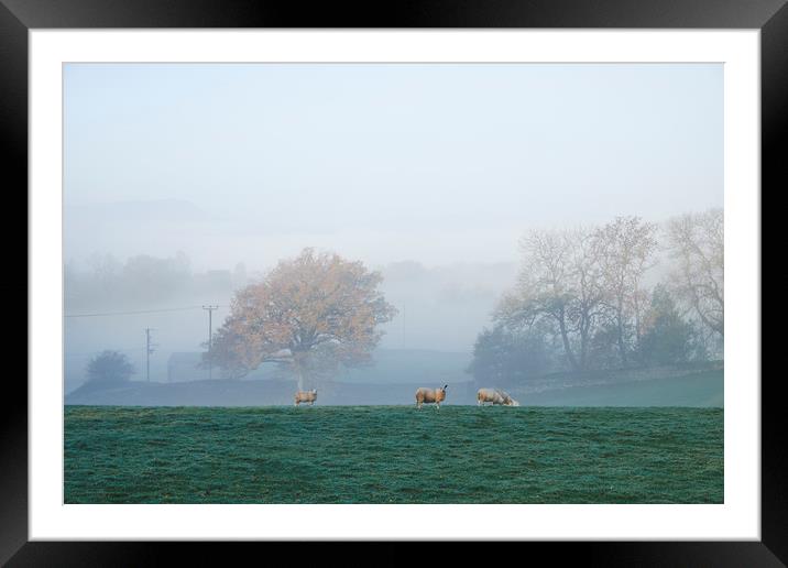 Sheep in fog at sunrise. Troutbeck, Cumbria, UK. Framed Mounted Print by Liam Grant