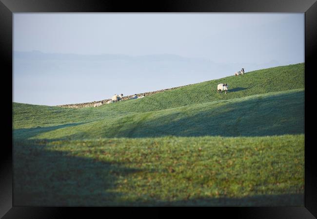 Sheep and fog in the valley at sunrise. Troutbeck, Framed Print by Liam Grant