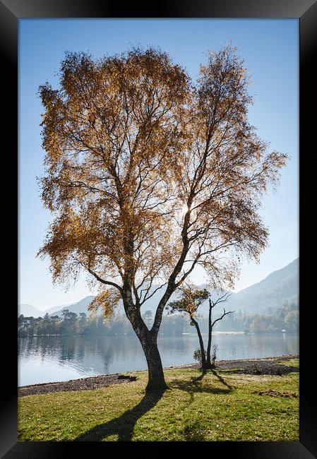 Sunlight through autumnal tree. Ullswater, Cumbria Framed Print by Liam Grant
