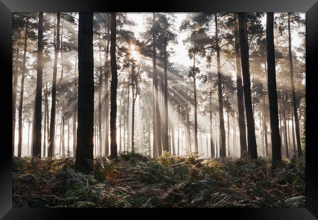 Sunlight burning through mist in a dense woodland. Framed Print by Liam Grant