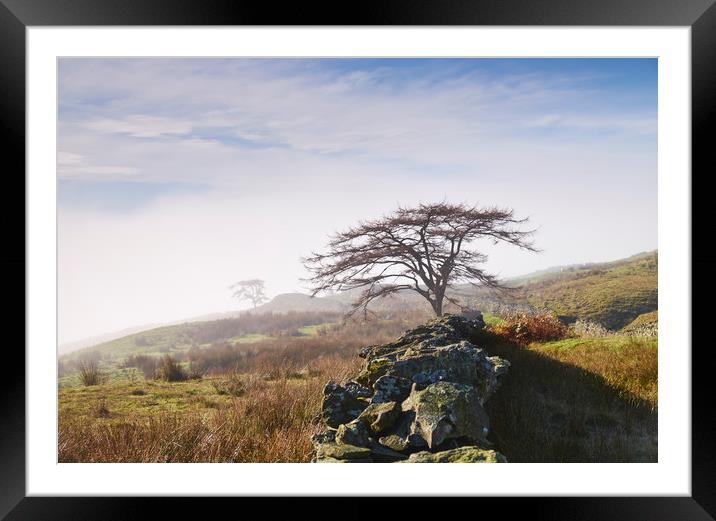 Tree and rising cloud. Cumbria, UK. Framed Mounted Print by Liam Grant