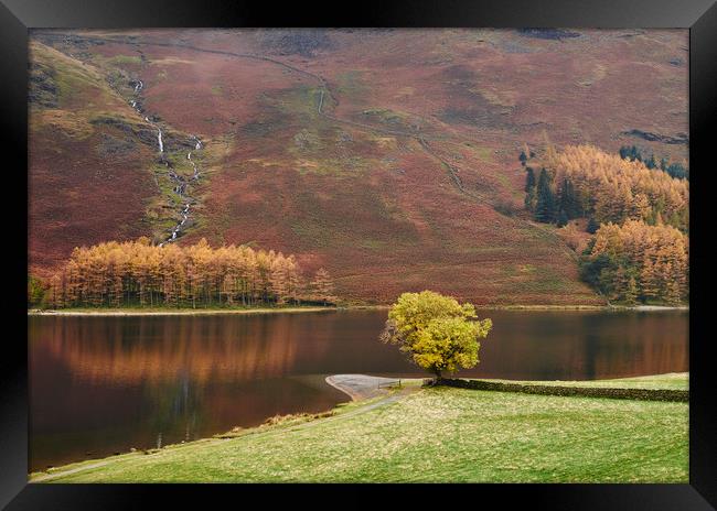 Autumnal colour. Buttermere, Cumbria, UK. Framed Print by Liam Grant