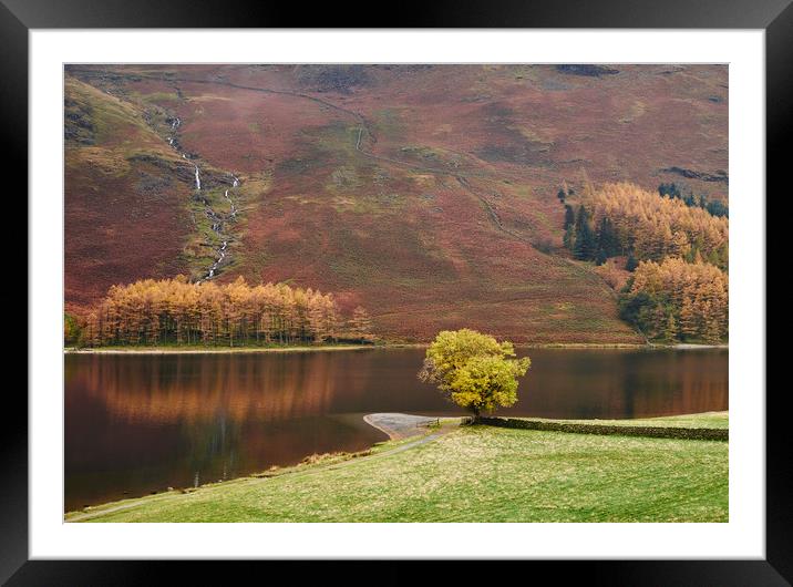 Autumnal colour. Buttermere, Cumbria, UK. Framed Mounted Print by Liam Grant