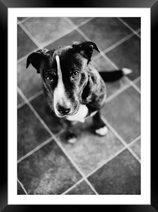 Boxador (Labrador Boxer cross) sitting on a tiled  Framed Mounted Print by Liam Grant