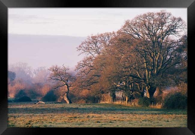 Trees basked in early morning sunlight. Hilborough Framed Print by Liam Grant