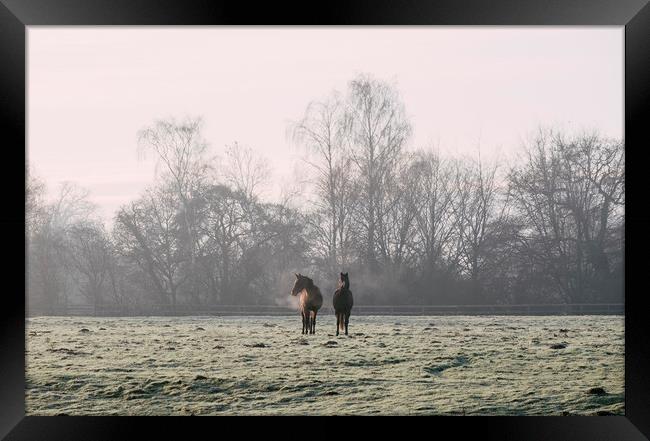 Early morning light on two horses in a frost cover Framed Print by Liam Grant