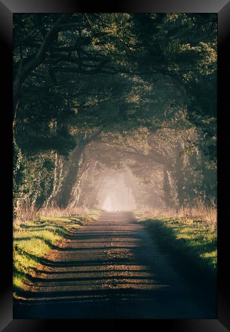 Sunrise light on a tree lined rural road. Norfolk, Framed Print by Liam Grant