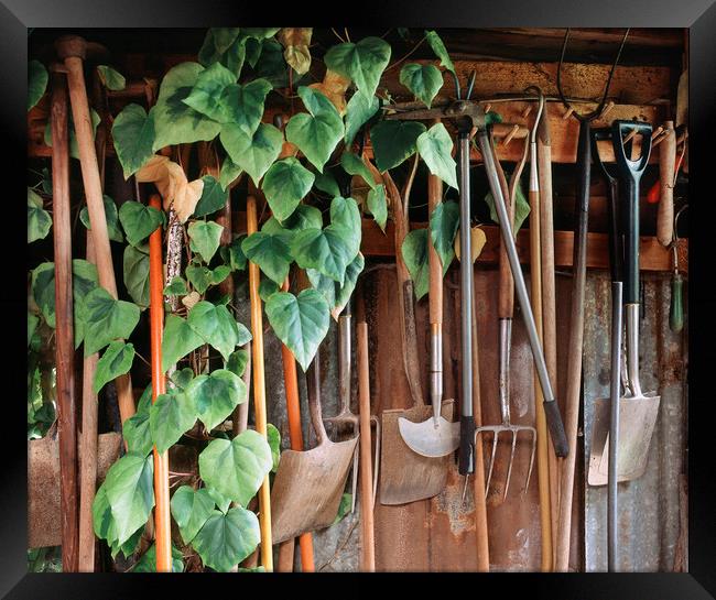 Hedra Ivy growing among gardening tools in a shed. Framed Print by Liam Grant