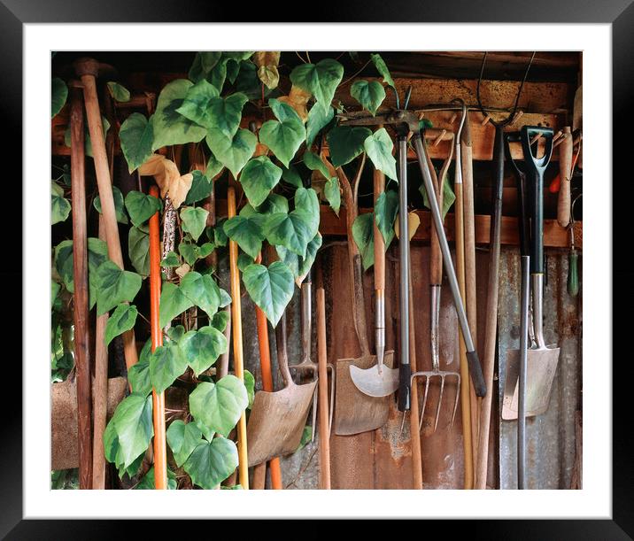 Hedra Ivy growing among gardening tools in a shed. Framed Mounted Print by Liam Grant