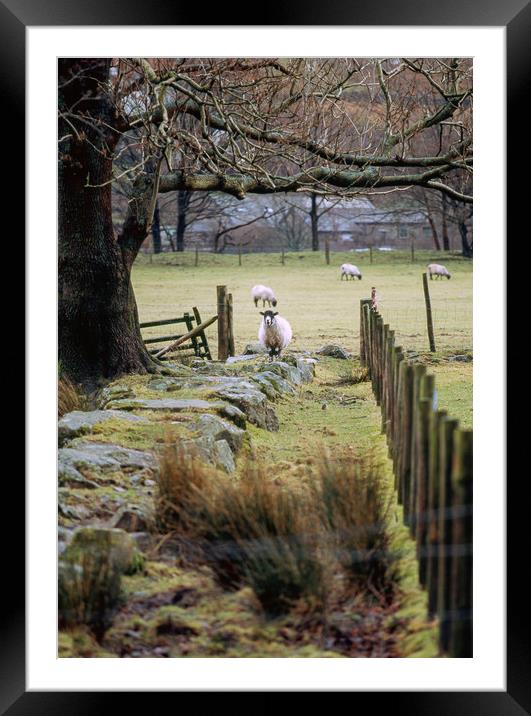 Swaledale sheep stood alert. Cumbria, UK. Framed Mounted Print by Liam Grant