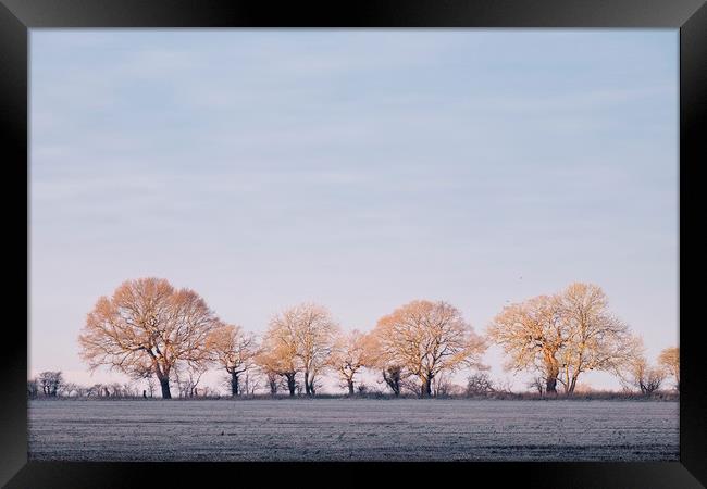 Row of trees in a frosty field lit by the sunrise. Framed Print by Liam Grant