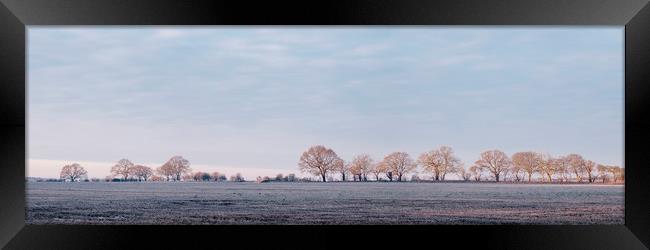 Row of trees in a frosty field lit by the sunrise. Framed Print by Liam Grant