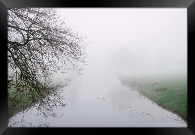 Swan on a river in fog. Norfolk, UK. Framed Print by Liam Grant