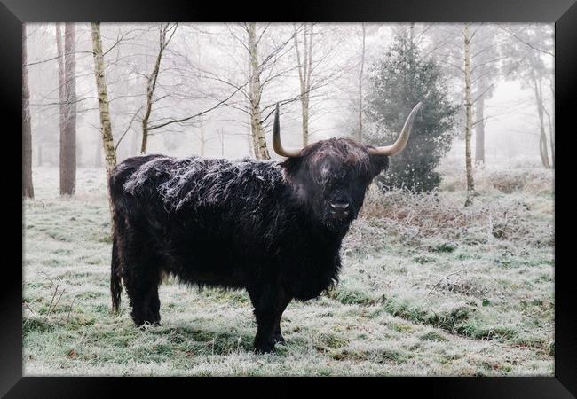 Black highland cow covered in frost on a winters m Framed Print by Liam Grant