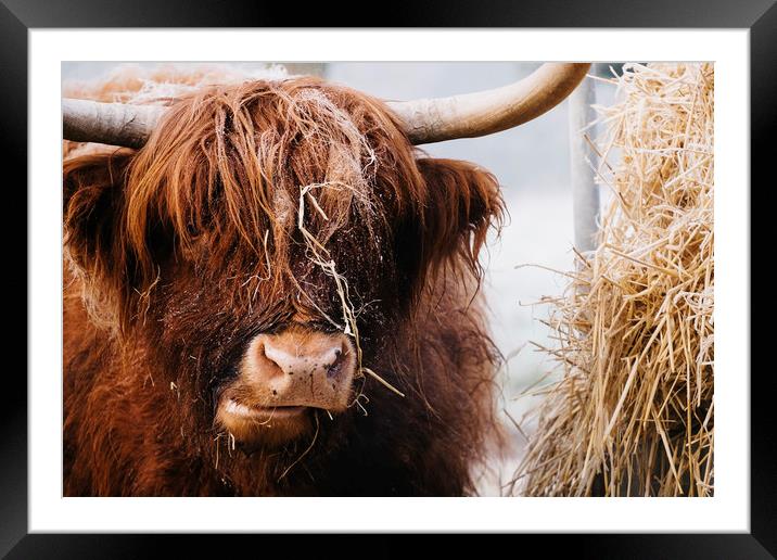Highland cow feeding on straw on a frosty winters  Framed Mounted Print by Liam Grant