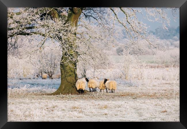 Sheep gathered under a tree covered in a thick hoa Framed Print by Liam Grant