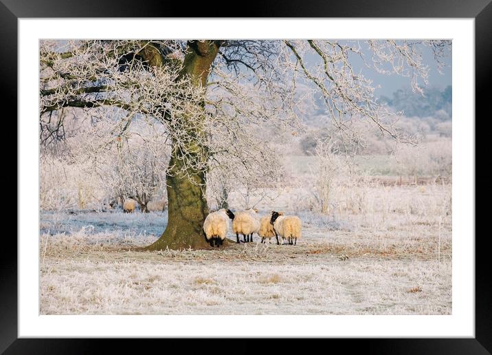 Sheep gathered under a tree covered in a thick hoa Framed Mounted Print by Liam Grant