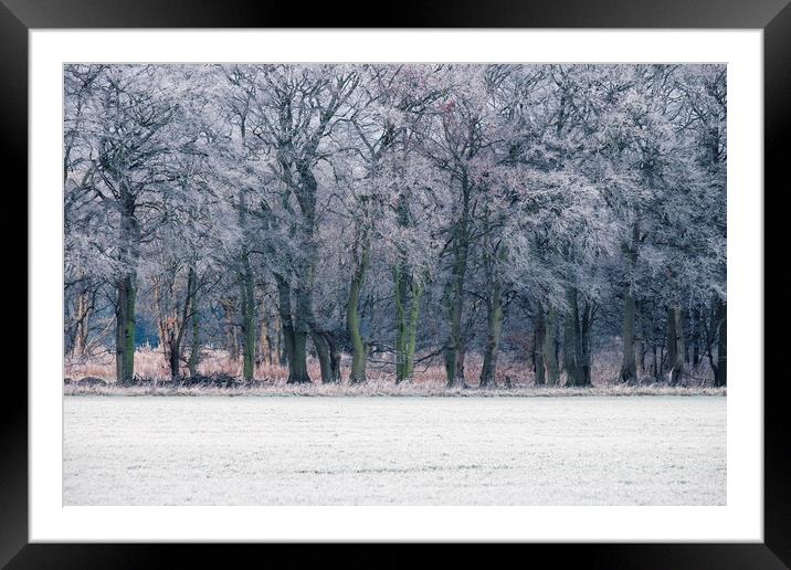 Edge of a woodland covered in a thick hoar frost.  Framed Mounted Print by Liam Grant