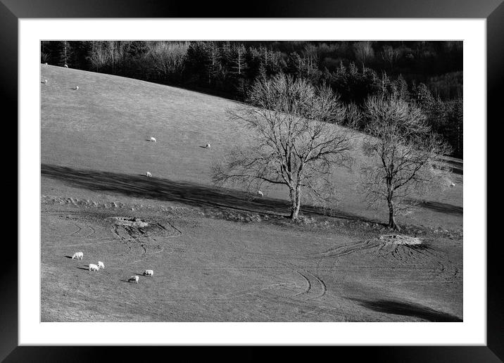 Grazing sheep and trees. Derbyshire, UK. Framed Mounted Print by Liam Grant