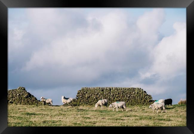 Sheep beside a drystone wall at sunset. Derbyshire Framed Print by Liam Grant