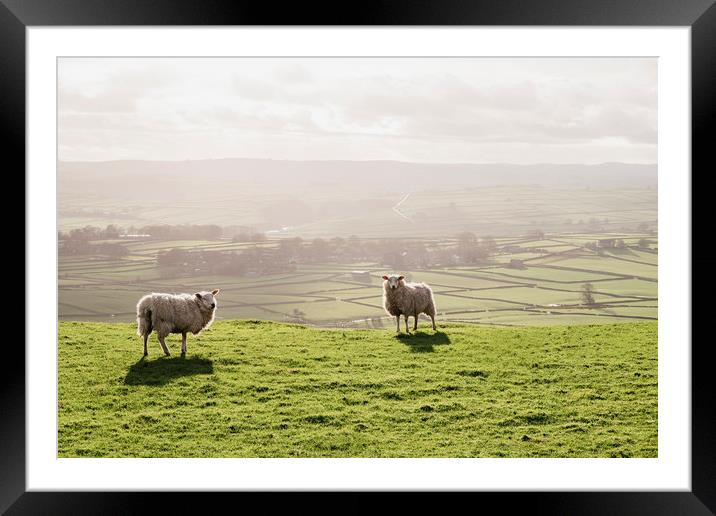 Sunlit sheep on a hilltop at sunset. Derbsyhire, U Framed Mounted Print by Liam Grant
